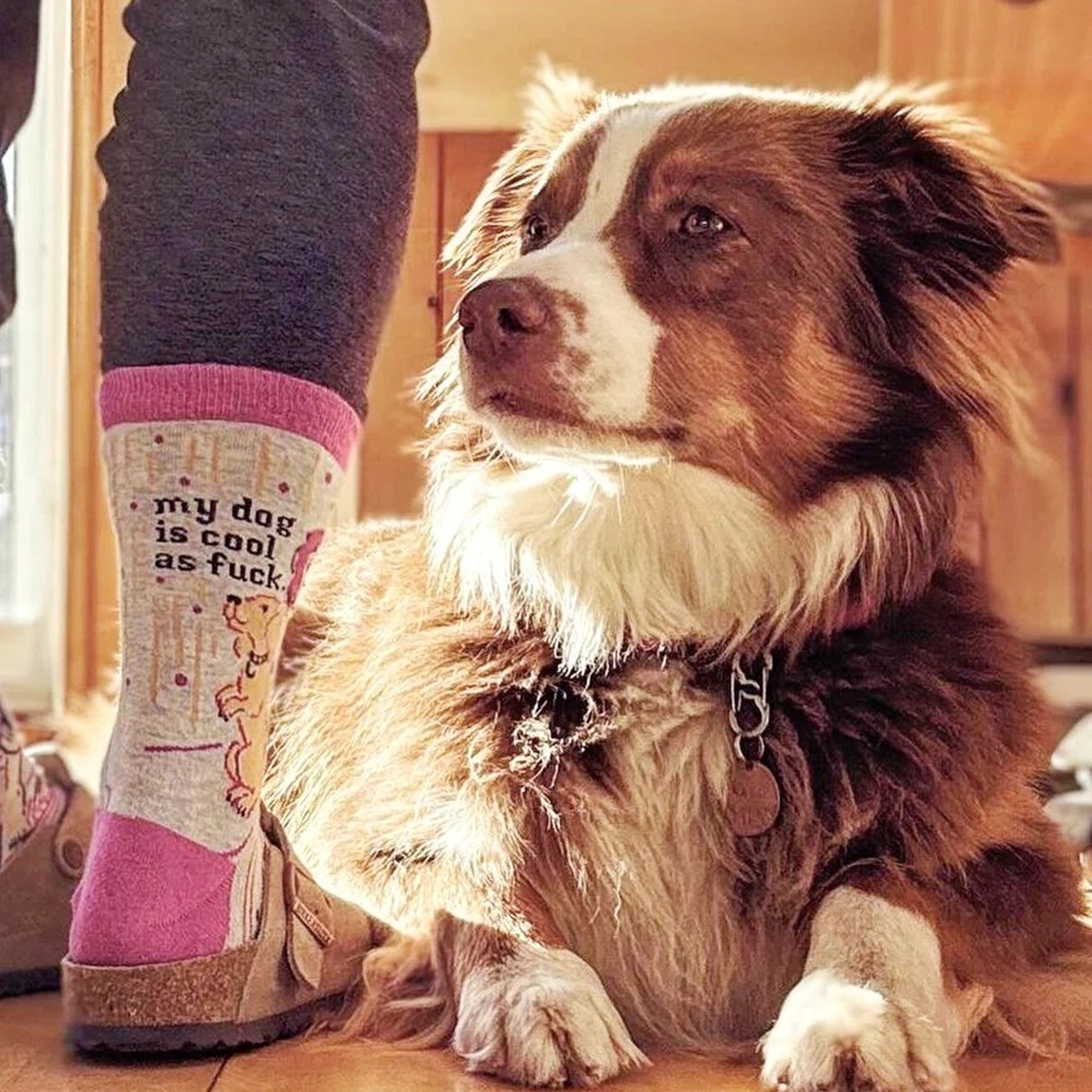 Socks - My Dog Is Cool As Fuck