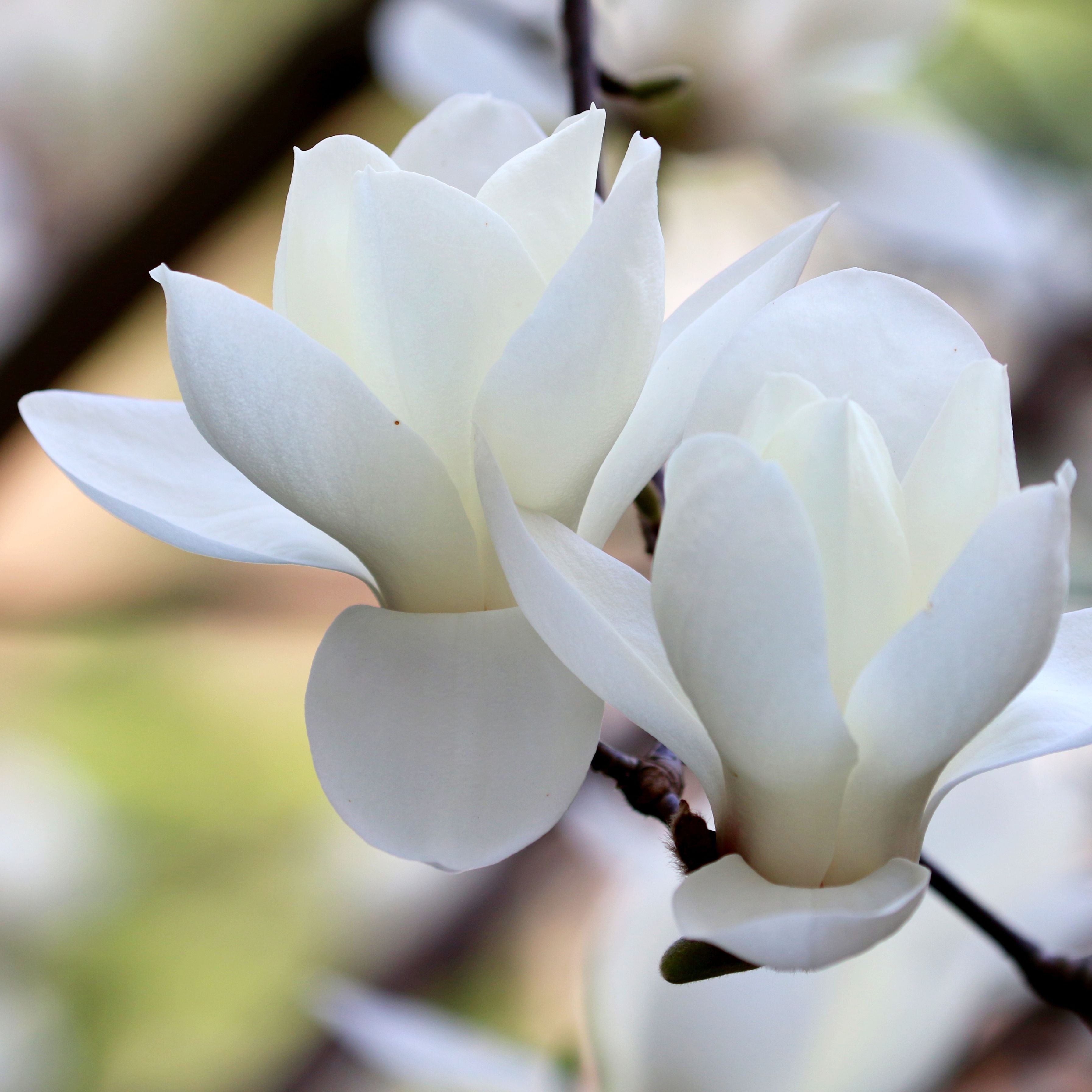 Fragrant Sachets 10g Magnolia & Lotus - Display 12pcs
