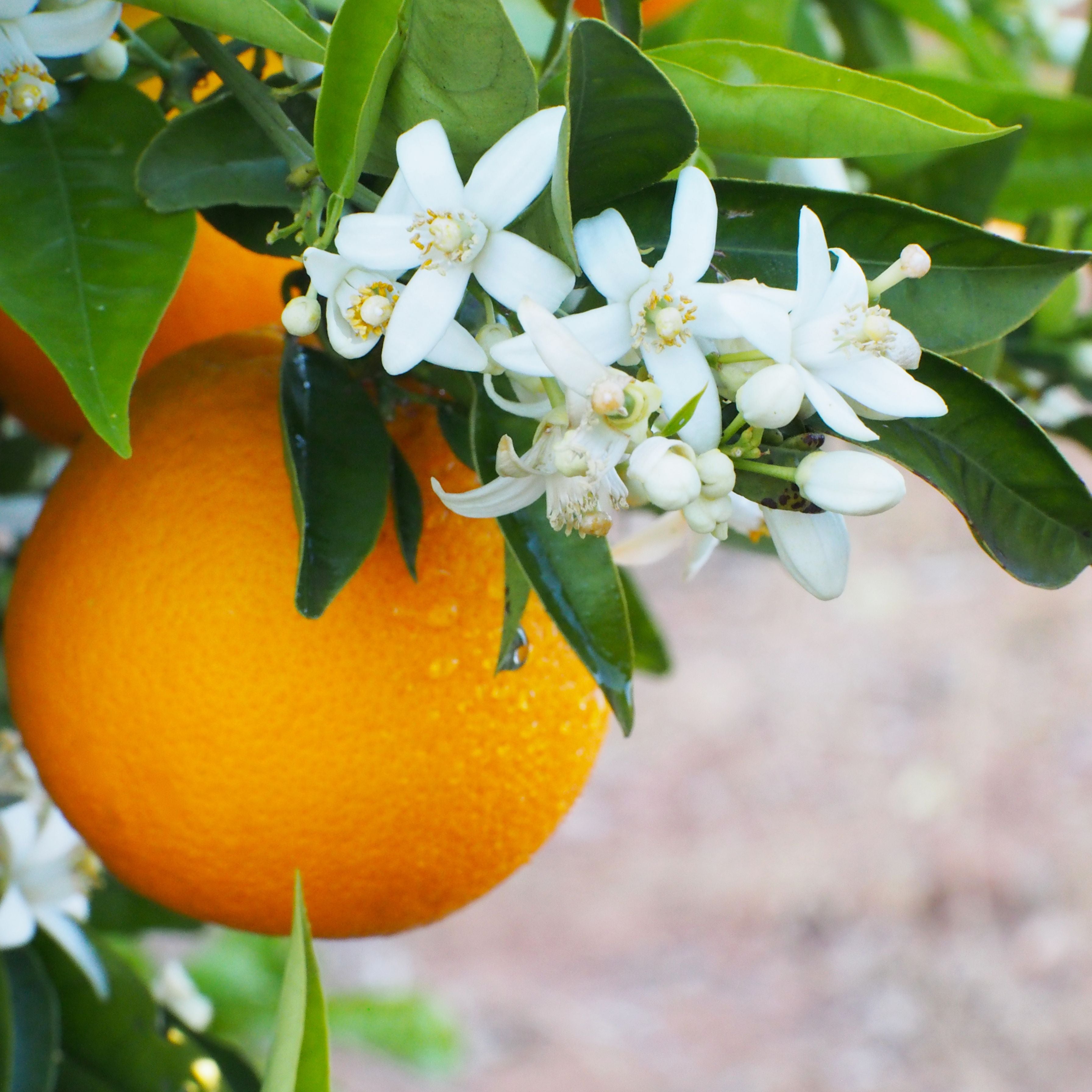 Drawer Liner Double Set  - Orange Blossom