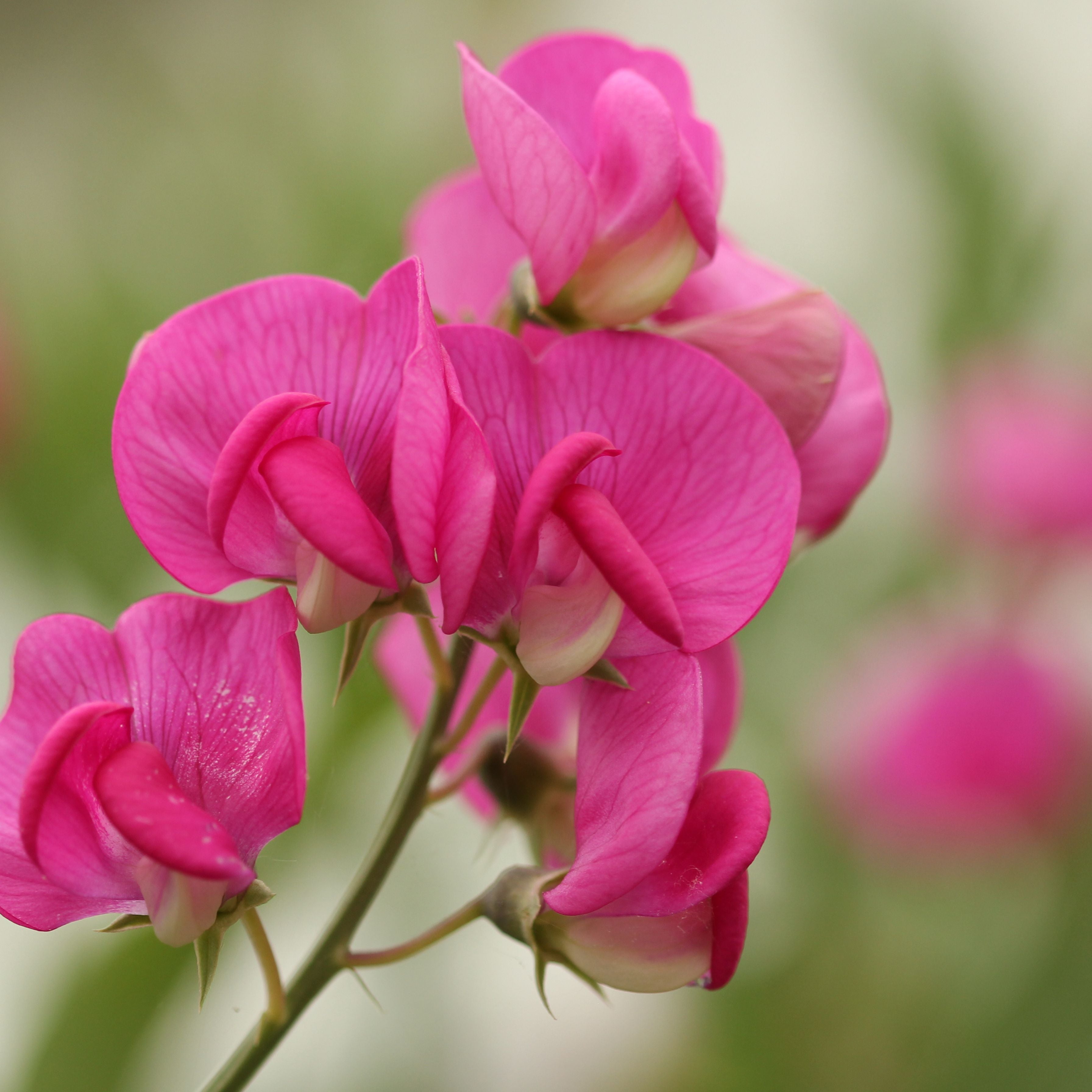 Fragrant Sachets 10g Sweet Pea & Jasmine - Display 12pcs