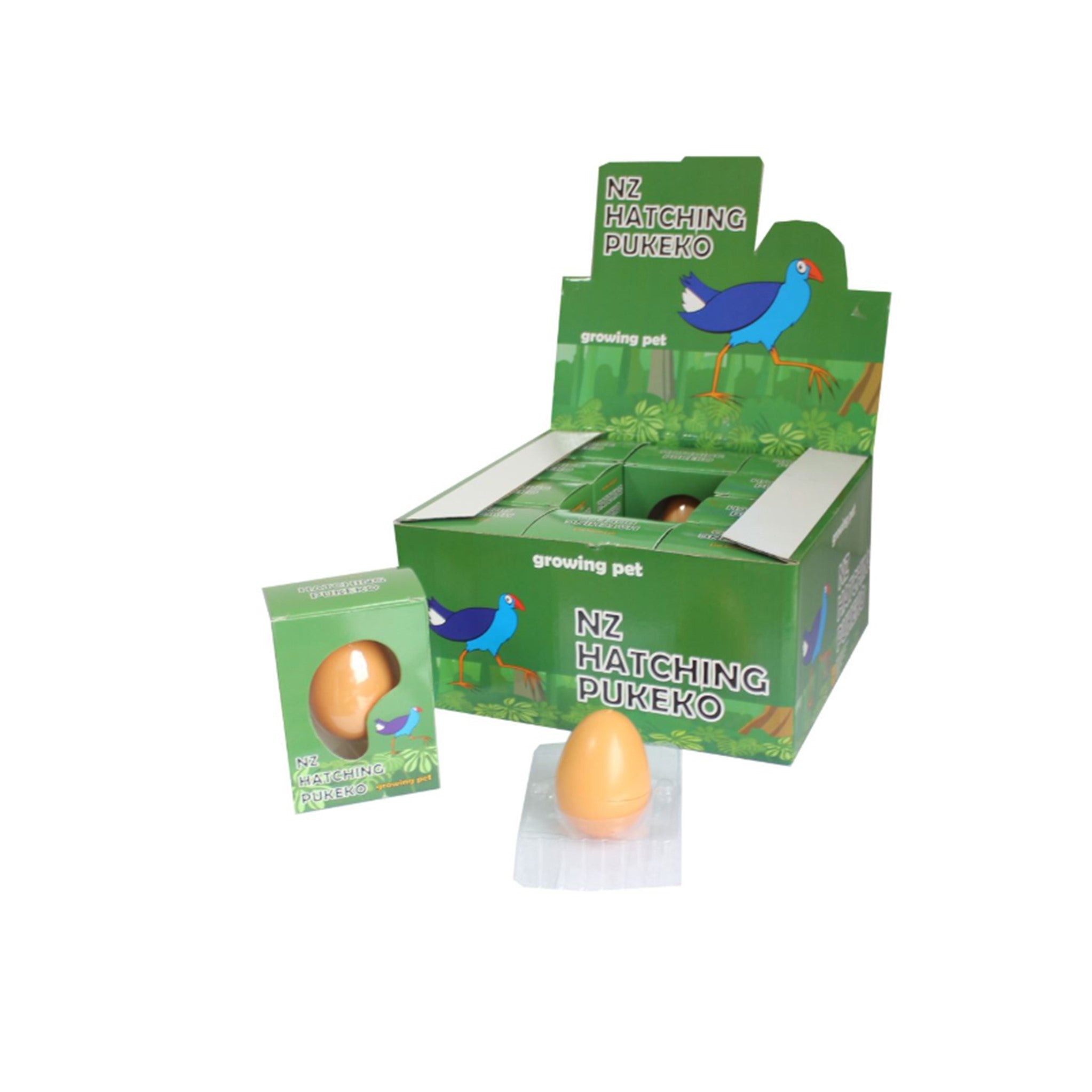 Hatching Pukeko In Egg Display - 12pcs